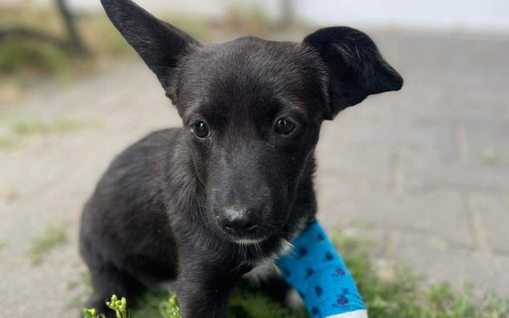 Zbiórka Leosia - złamane marzenia - zdjęcie główne
