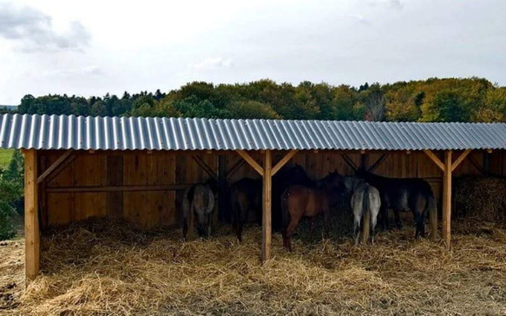 Zbiórka Wybieg dla Koni ze Skaryszewa - zdjęcie główne