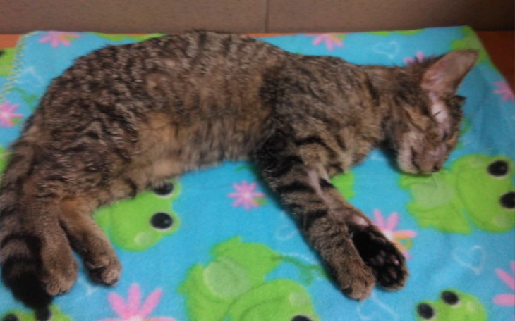 Zbiórka Pomoc dla niewidomej  Żabki - zdjęcie główne