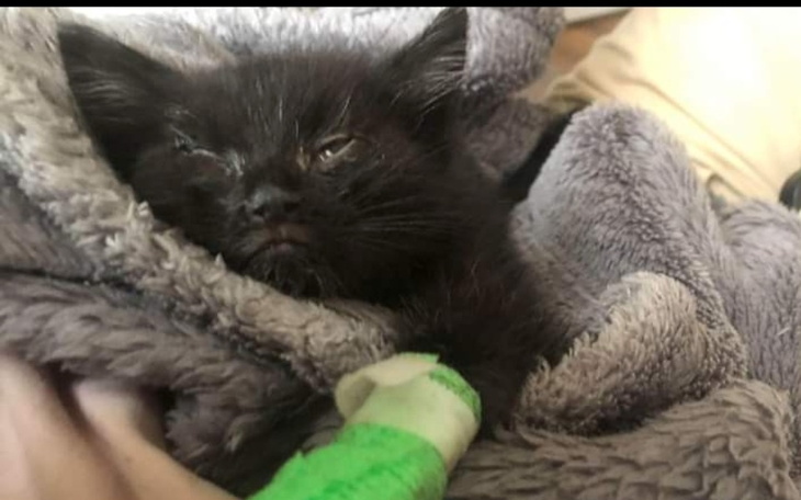 Zbiórka Na Pomoc Piskim Kociakom - zdjęcie główne