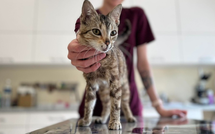 Zbiórka Utrzymanie tymczasów w czerwcu - zdjęcie główne