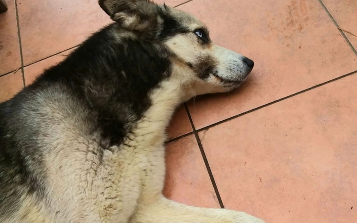 Zbiórka Chora łapa kurta - zdjęcie główne