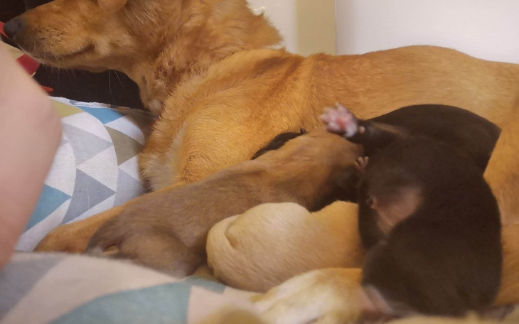 Zbiórka Ratujemy niechcianą suczkę i jej - zdjęcie główne