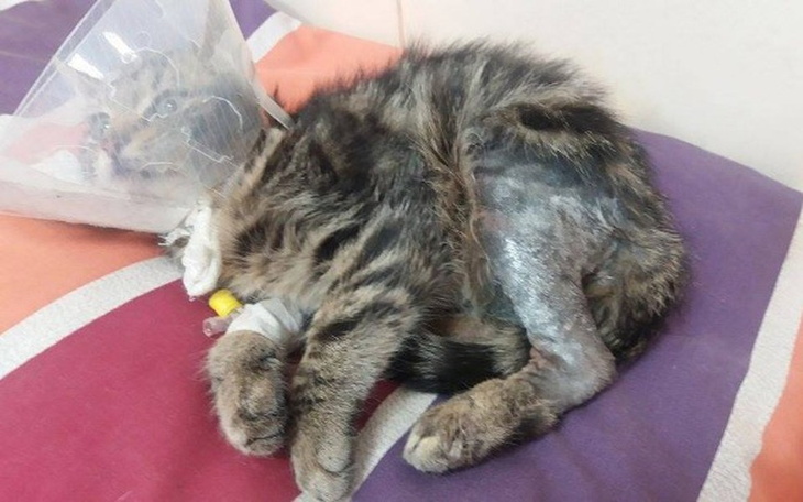 Zbiórka Na operacje łapki Gwoździka! - zdjęcie główne