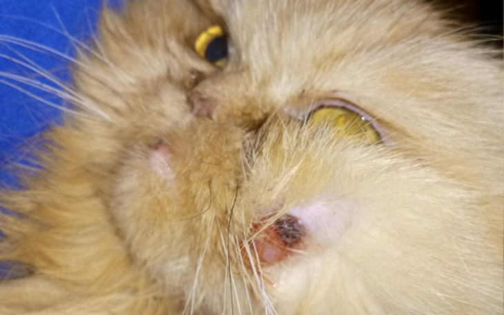 Zbiórka Pomoc dla kochanej kotki Milki - zdjęcie główne