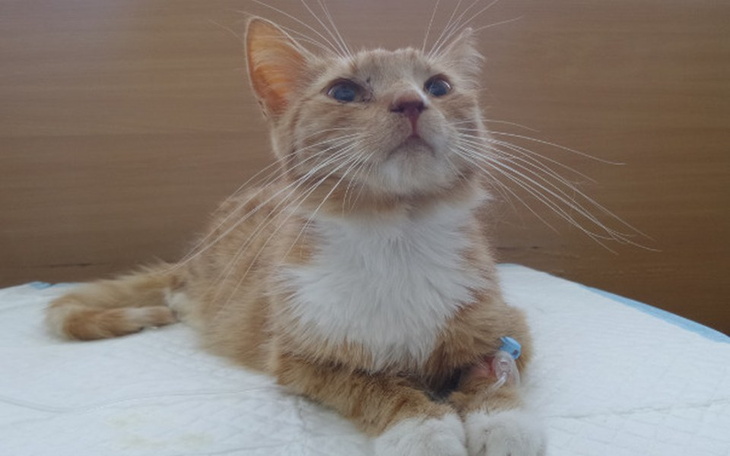 Zbiórka Rafael walczy. Pomóz. - zdjęcie główne