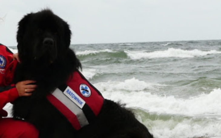 Zbiórka Pomóż uratować Psa Ratownika - zdjęcie główne