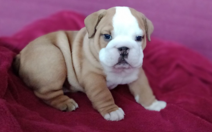 Zbiórka Ratujemy chore serduszko Poppy - zdjęcie główne