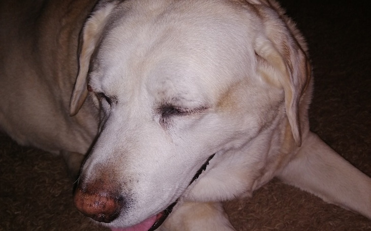 Zbiórka Leczenie labradorki Margo - zdjęcie główne