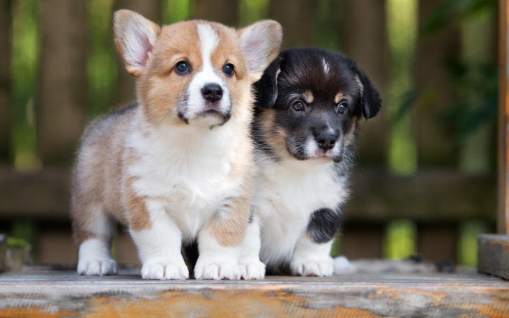Zbiórka Na pieska Corgi - zdjęcie główne