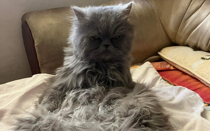 Zbiórka Kot chory na nowotwór - zdjęcie główne