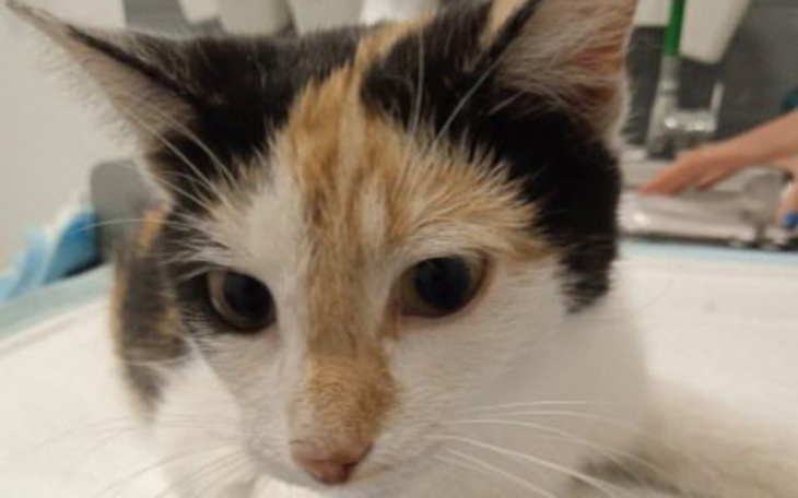 Zbiórka Oszukała przeznaczenie - zdjęcie główne