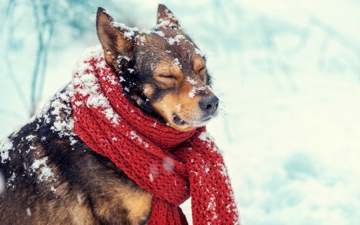 Pies w czerwonym szaliku, cieszący się zimowym dniem.