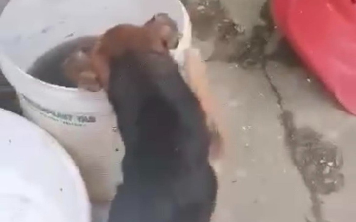 Zbiórka Na Ratunek... jego ostatnia szan - zdjęcie główne