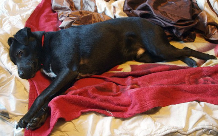 Zbiórka Bezdomny Rufus potrzebuje pomocy - zdjęcie główne