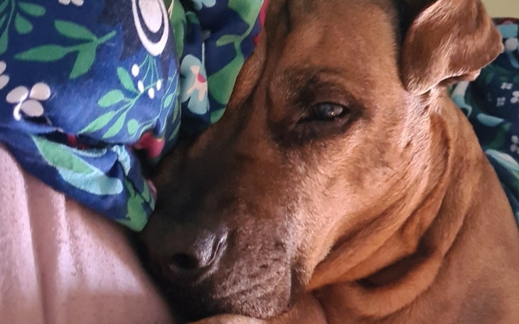 Zbiórka Operacja dla Tosi - zdjęcie główne