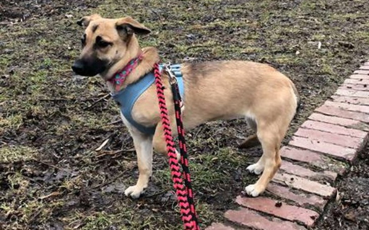 Zbiórka Pomóż złapać Nadję - zdjęcie główne