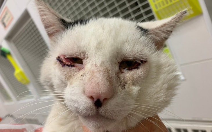 Zbiórka Tropek - zdjęcie główne