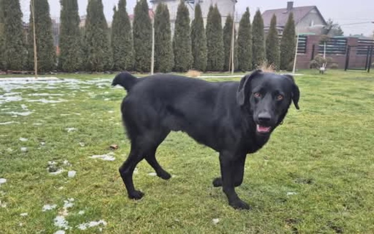 Czarny pies na trawie, uśmiechnięty i wesoły.