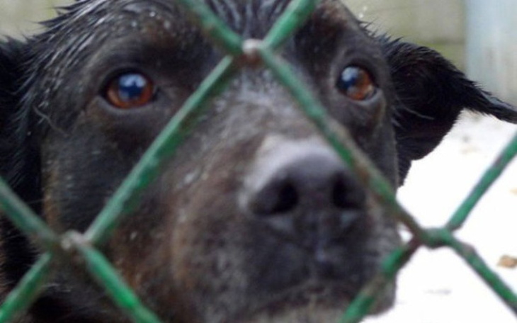 Zbiórka Na shronisko i inne cele charyta - zdjęcie główne