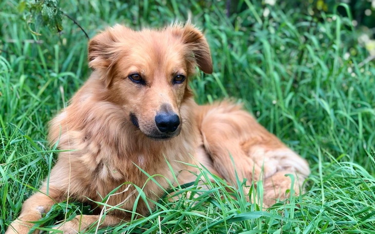 Pies rasy golden retriever leżący w trawie.