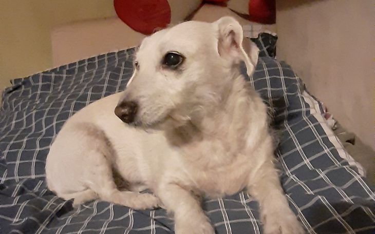 Zbiórka Suczka choruje na serce - zdjęcie główne