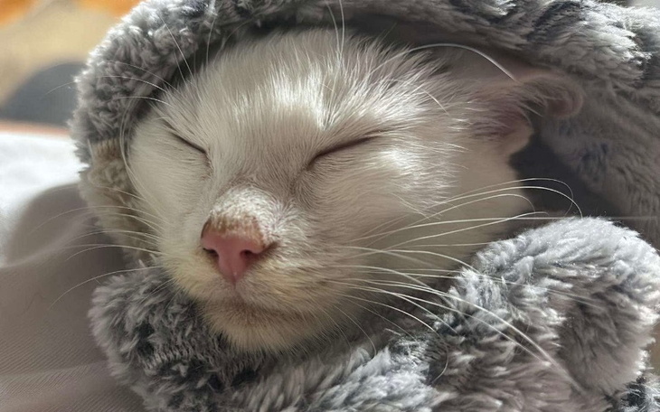 Zbiórka Wyrwać Biankę ze szponów śmierci - zdjęcie główne