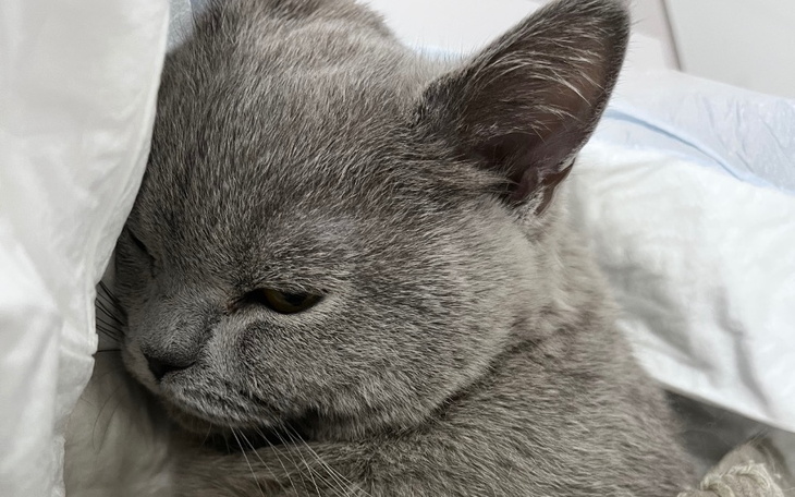 Szary kot leżący w pościeli, wygląda na zmęczonego.