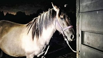 Zbiórka Szyszka poroniła, jedzie na rzeź - miniaturka zdjęcia