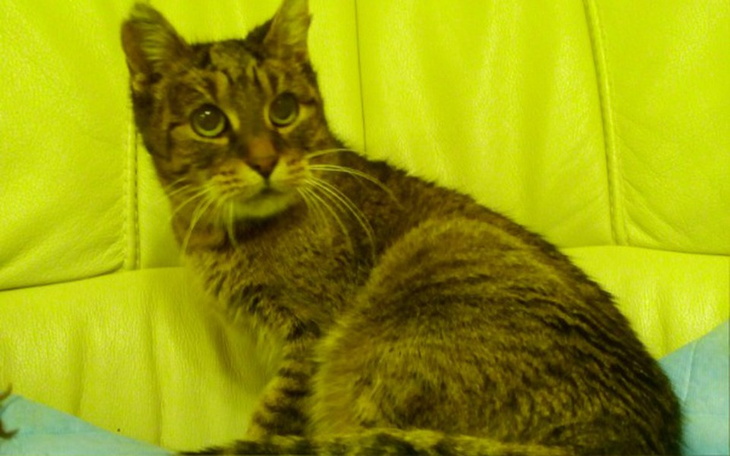 Zbiórka Balbina - kotka z nowotworem - zdjęcie główne