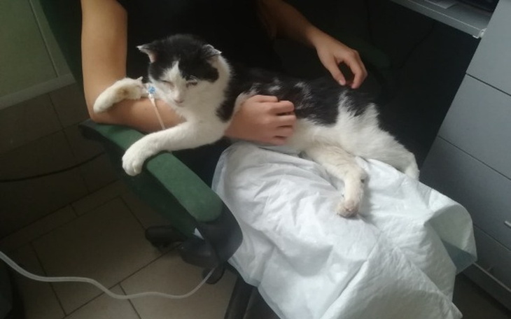 Zbiórka Grot potrzebuje pomocy! - zdjęcie główne