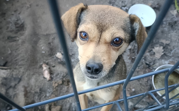 Zbiórka Dla psiej mamy i jej 4 kluseczek - zdjęcie główne