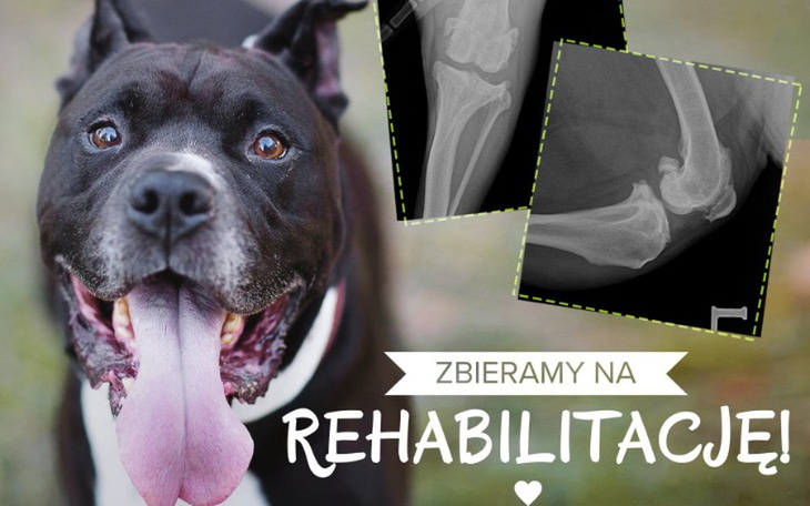 Zbiórka Rehabilitujemy Demo - zdjęcie główne