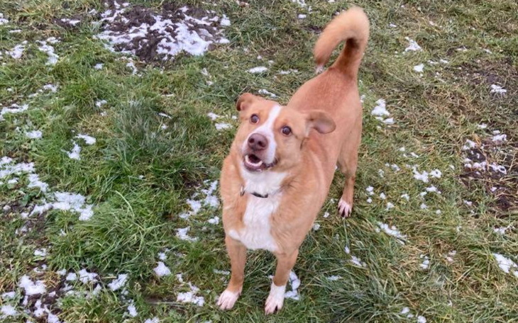 Zbiórka Elbi, prosi o pomoc - zdjęcie główne