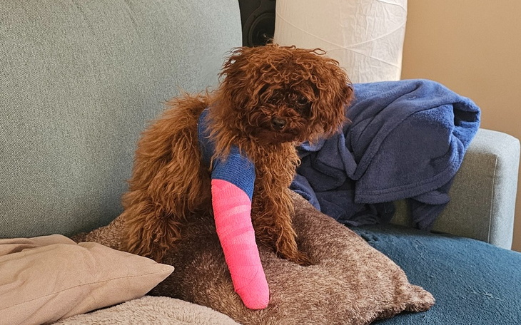 Zbiórka Operacja Muffinki - zdjęcie główne