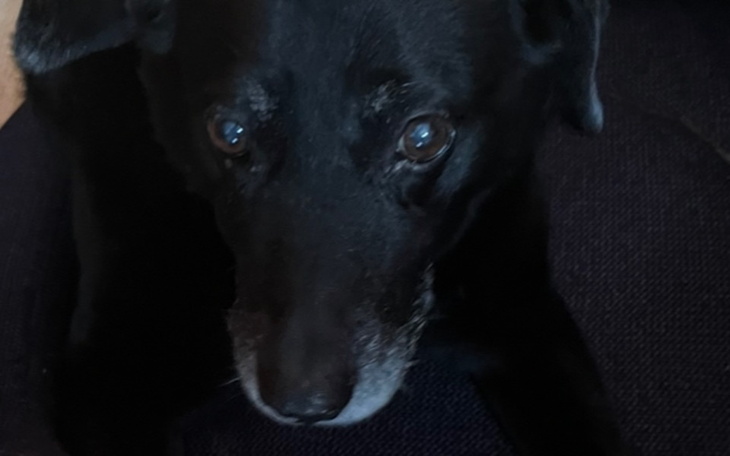 Zbiórka Gabi - suczka pani Grażyny - zdjęcie główne