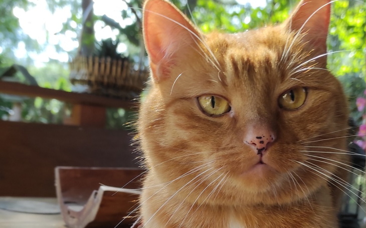 Zbiórka Pomóż Ozzy w walce z chorobą - zdjęcie główne