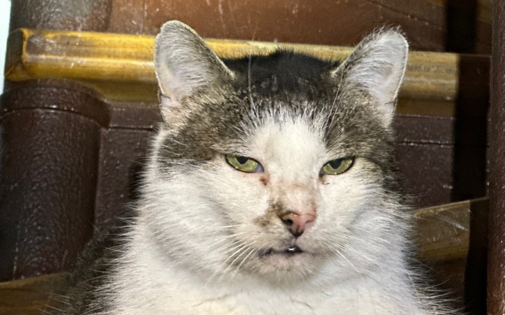 Kot z wyrazem twarzy, siedzący na schodach.