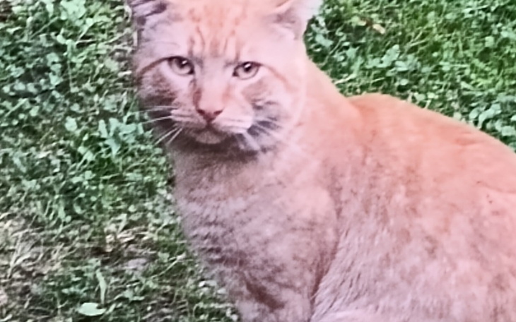 Zbiórka Smutny bezdomny kotek chcę jeść - zdjęcie główne