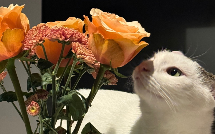 Kot wąchający bukiet różowych kwiatów.