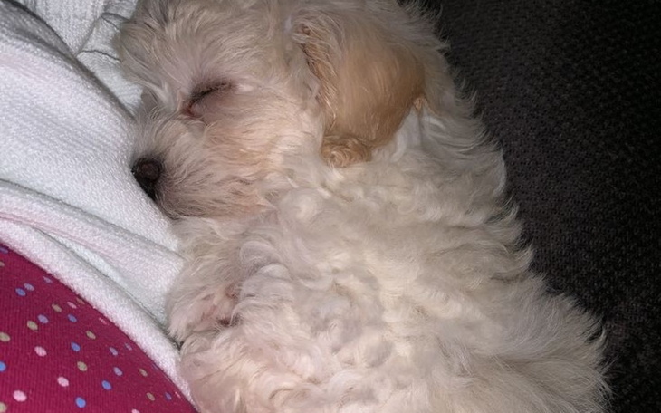 Mały szczeniak śpiący na kolanach, otulony białym futrem.