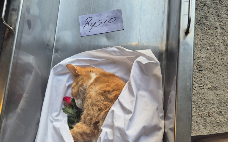 Rysio, kot w ostatniej drodze, z różą na pożegnanie.