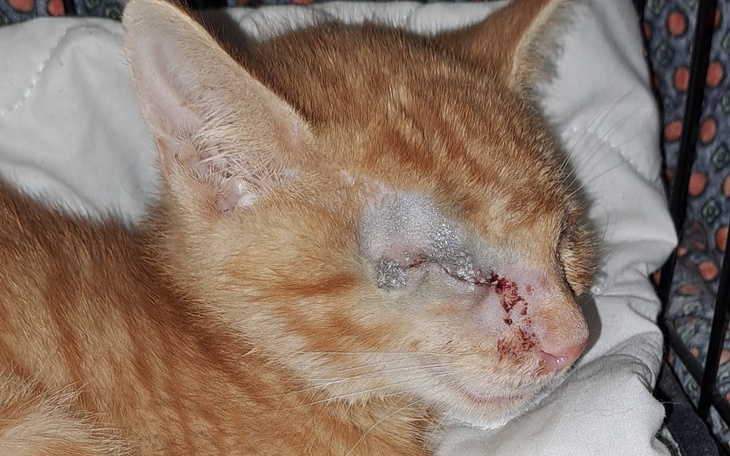 Zbiórka Rudaski walczą o wzrok - zdjęcie główne