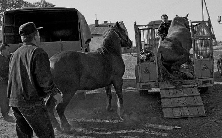 Zbiórka Ostatnia szansa końskich serc. - zdjęcie główne