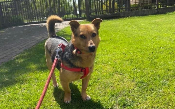 Zbiórka KASTRACJA pieska - zdjęcie główne