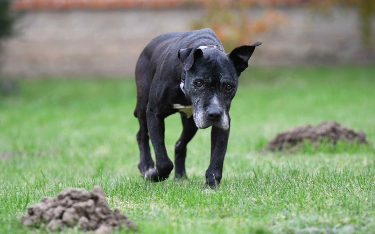 Zbiórka Zbieramy na MRI głowy DEMI - zdjęcie główne