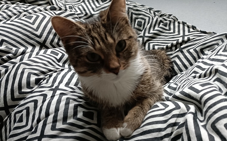 Zbiórka Kastracja Pusi -zabieg - zdjęcie główne