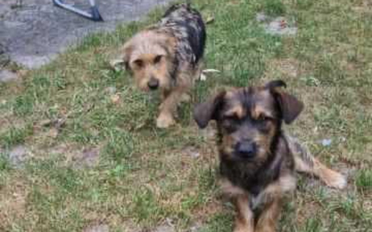 Zbiórka By uchronić je przed schroniskie - zdjęcie główne