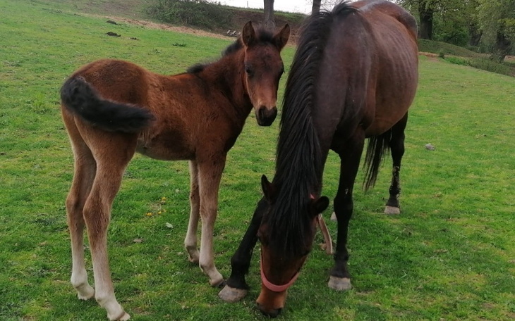 Zbiórka Pomoc źrebakowi simba - zdjęcie główne