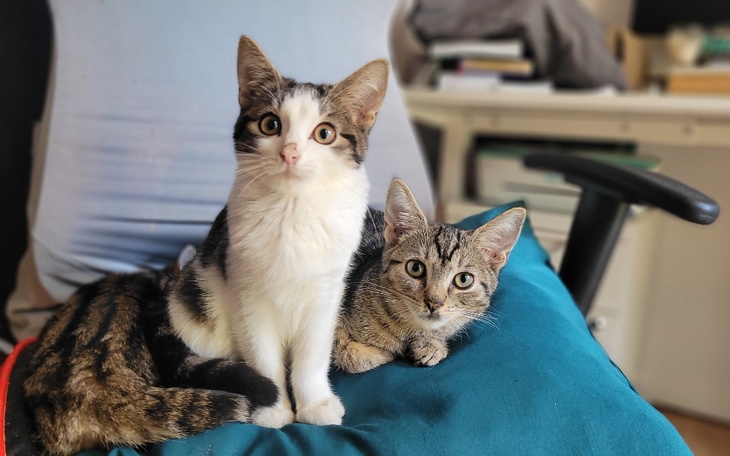 Zbiórka Bieda aż piszczy - zdjęcie główne